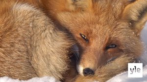 Hokkaido, Japanin pohjoinen: 07.06.2021 06.00