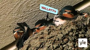 Itsenäinen elämä (S): 18.06.2021 12.00