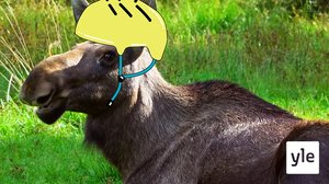 Varovaisuus (S): 18.06.2021 12.00