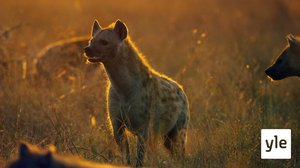 Kohtalo: 21.06.2021 06.00