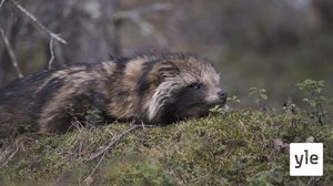 Ilmastonmuutoksen jäljillä: 23.06.2021 06.00
