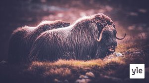 Ilmastonmuutoksen jäljillä: 23.06.2021 06.00