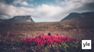 Ilmastonmuutoksen jäljillä: 23.06.2021 06.00