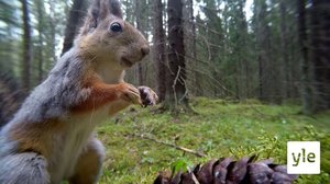 Pöllöstä kasvissyöjä: 02.07.2021 07.22