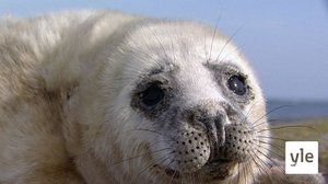 Saaristomeri ja Ahvenanmaa: 04.07.2021 07.15