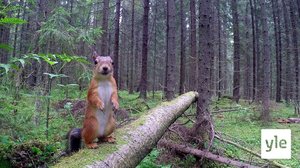 Hakkuuaukon tuolla puolen: 09.07.2021 07.22