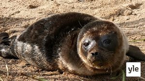 Saimaan verkkokalastuskielto on ohi, ja ainakin yksi kuutti on jo kuollut sotkeuduttuaan verkkoon: 09.07.2021 09.10