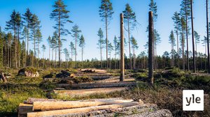 Hallituksen metsäkiista: 12.07.2021 21.35