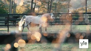 Ratsastuksen maailma: 15.07.2021 00.10