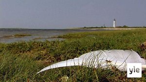 Saarenmaa: 25.07.2021 07.15