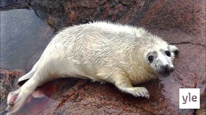 Saaristomeri: 02.08.2021 00.01