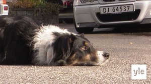 Norjaa ristiin rastiin: 12.08.2021 06.00