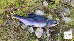 Kyttyrälohi vallannut Suomen ja Norjan Jäämereen laskevat lohijoet: 19.08.2021 11.34
