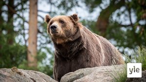 Luonnonsuojeluliitto valitti karhunkaatoluvista – onko Pirkanmaalla tarpeen ampua karhuja?: 20.08.2021 08.41