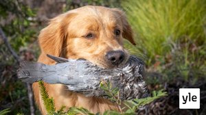 Noutajakoiran käyttäminen metsällä on eläinsuojeluteko: 20.08.2021 10.54