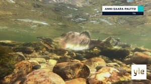 Yle Oddasat: 24.08.2021 16.45