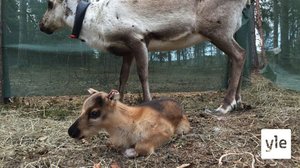 Lapissa tutkitaan nokkosen soveltuvuutta poron ruoaksi: 26.08.2021 10.24