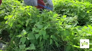 Yle Oddasat: 26.08.2021 16.45