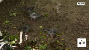 Pulut - mainettaan paremmat, älykkäät kujertajat: 02.09.2021 13.52