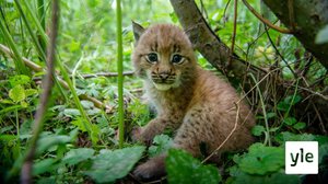 Takaisin vapauteen: 03.09.2021 06.00