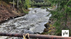 Ensimmäinen lohikoski vapautettu Hiitolanjoella - kalat pääsevät nyt nousemaan: 03.09.2021 12.19