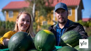 Tiesitkö, että vesimeloneja kasvatetaan myös Pohjanmaalla?: 06.09.2021 10.56