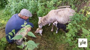 Frank ja Fregatti: 08.09.2021 17.25