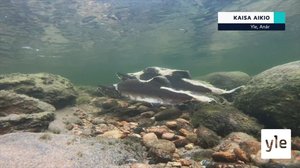 Yle Oddasat: 16.09.2021 15.45