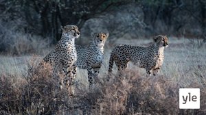 Gepardiperheen matkassa: 17.09.2021 06.00