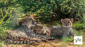 Gepardiperheen matkassa: 17.09.2021 06.00