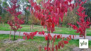 Lappeenrannan kirsikkapuistosta tulee yksi Suomen suurimmista – nyt se saa 200 uutta puuta: 17.09.2021 10.33