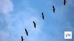 Nyt eletään lintubongareiden juhla-aikaa: 23.09.2021 10.47