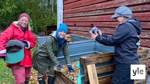 Strömsö live klo 18: Komposti kuumenee – seuraa, miten lämpötila nousee: 23.09.2021 18.43