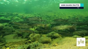 Yle Oddasat: 29.09.2021 16.45