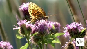 Ahvenanmaalla tutkittu perhosten elämää pian 30 vuotta : 30.09.2021 12.14
