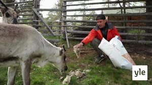 Jontti och renarna: 06.10.2021 15.16