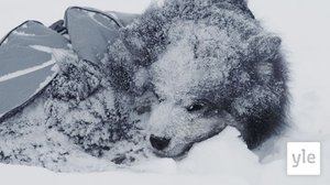 Sumun saartamat: 11.10.2021 00.01