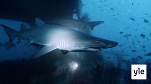 Kuplatonta kuvausta veden alla: 11.10.2021 06.00