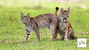 Avara luonto: Tuntematon Espanja: 11.10.2021 06.00