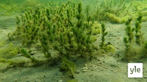 Tutkijat ovat huolissaan Itämeren pohjan kunnosta: 12.10.2021 11.57