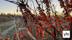 Piikkipensas ei päästä viljelijäänsä helpolla – näin sujuu tyrninpoiminta ammattilaiselta: 13.10.2021 08.30