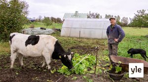 Hevosen hiearkia: 13.10.2021 17.25