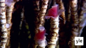 Syvänmeren kuvausta: 14.10.2021 06.00