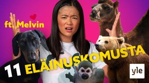 Yle Mix selvitti 11 eläinuskomusta: 14.10.2021 10.50