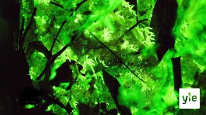Bioluminesenssiä kuvaamassa: 15.10.2021 06.00