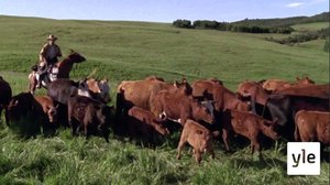 Kunnian päivät (7): 15.10.2021 06.00