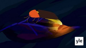 Kiiltomadot (S): 16.10.2021 10.00