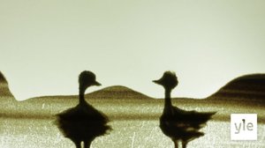 Strutsit (S): 16.10.2021 10.00