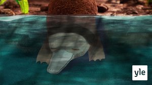 Vesinokkaeläimet (S): 16.10.2021 10.00