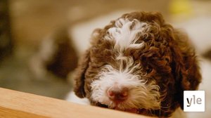 Andreas on valmis tarjoamaan koiranpennulleen rakastavan kodin: 18.10.2021 00.01